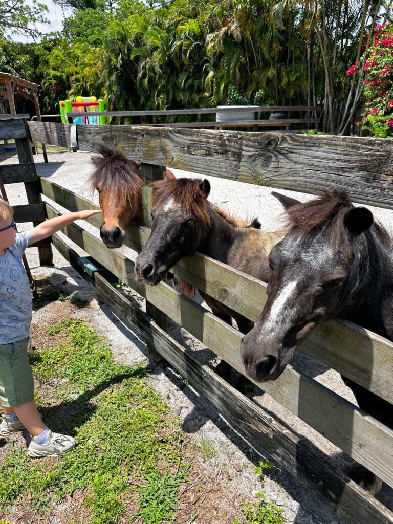 miniature horses at petting farm in Vero Beach