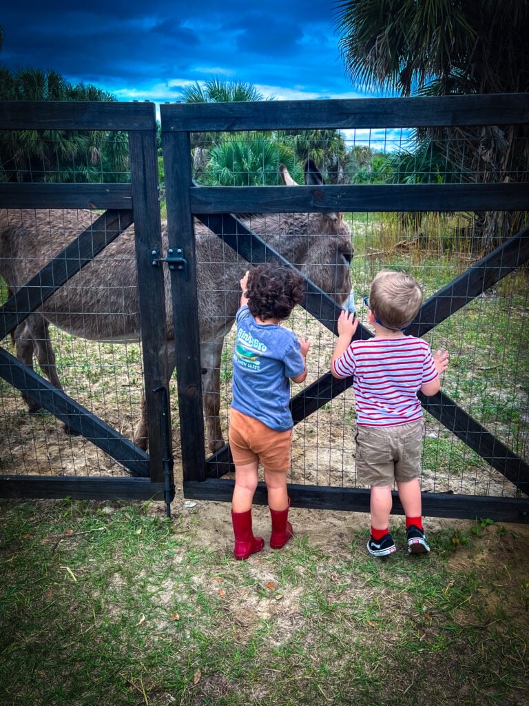 Farm animals in Port Saint Lucie