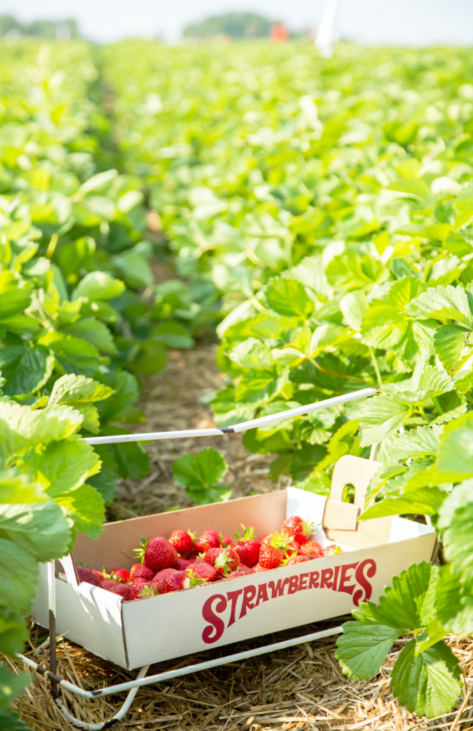 where to pick strawberries on the treasure coast